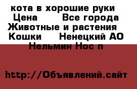 кота в хорошие руки › Цена ­ 0 - Все города Животные и растения » Кошки   . Ненецкий АО,Нельмин Нос п.